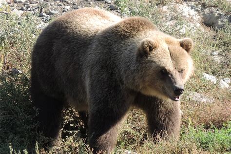 Bears Sighted In Fernie Sparwood Elkford The Free Press
