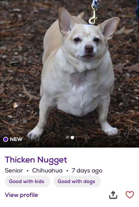 40 Hilariously Creative Pet Names Shared By The “petfinder Names
