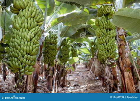 Banana Plantation With Harvest Stock Photo Image Of Bunch Farm