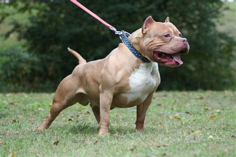 5 Reasons To Buy Your American Pit Bull Terrier From A Registered