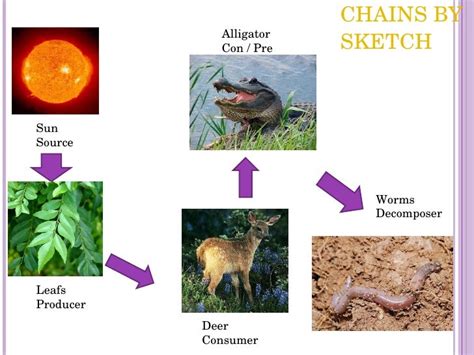 Food Chain Project 2010 Final