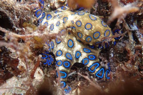Venomous Blue Ringed Octopus Spotted In Scarborough Harbour Abc News