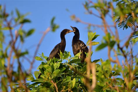 How Do Birds Mate A Guide To Bird Sex Discover Wildlife
