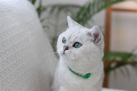100 Best Irish Cat Names Petmag