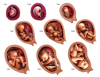 These Are The Stages Of Development In The Womb From Conception To Birth