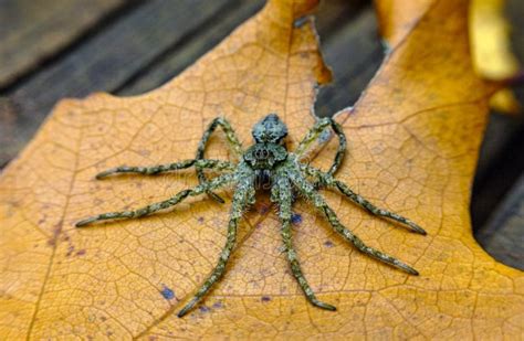 Wolf Spider Fresh Moult Stock Photo Image Of Ecdysis 236169596