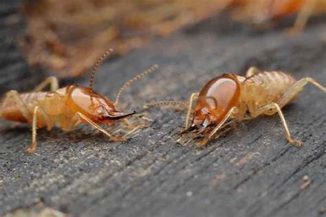 5415 theall road, houston, tx 77066. Blog - What Are My Termite Options In Houston?