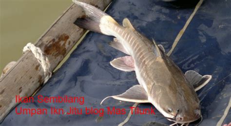 Meski demikian perlu diperhatikan bahwa semua yang ada di lautan indonesia tidak serta merta aman untuk dipegang atau. Gambar Ikan Sembilang - Gambar Ikan HD