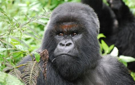 Dian telefono 24 horas en colombia. 3 Decades after Dian Fossey, Gorillas Still Face ...
