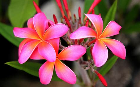 Pink Plumeria Flower Picture For Desktop Background Hd Wallpapers