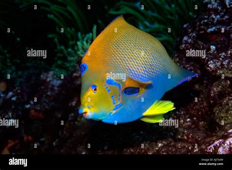 Queen Angelfish Holacanthus Ciliaris St Peter And St Paul S Rocks