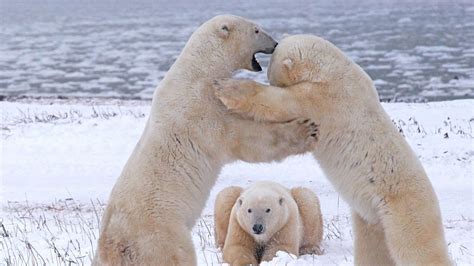 Wallpaper Polar Bears Pack Fight Hd Picture Image