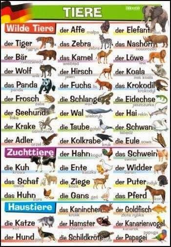 German For Beginners Die Tiere German Language Learning Learn