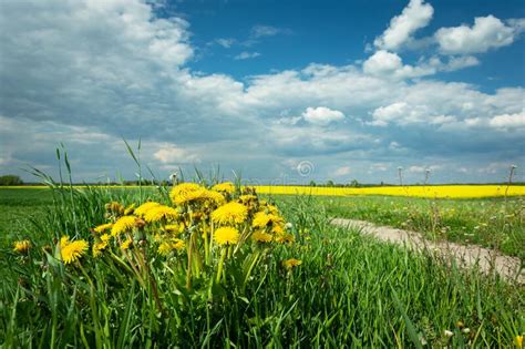 Dandelion Flowers Growing In The Foreground Fields And Bright Clouds