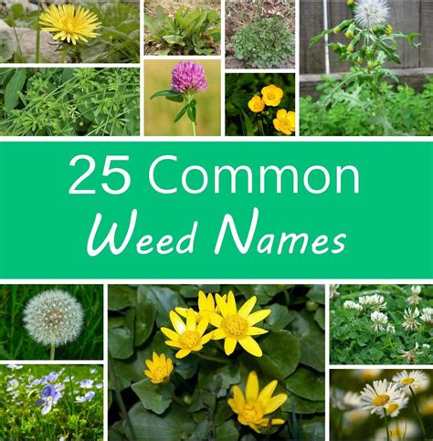 A Guide To Names Of Weeds With Pictures Dengarden