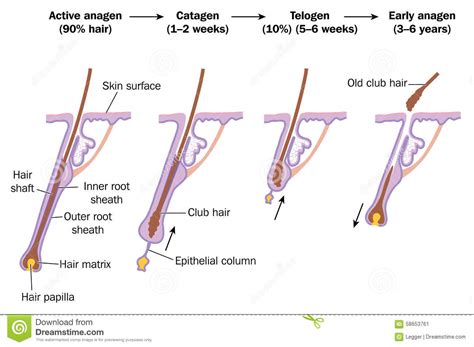 Hair Growth Phases Hair Growth Cycle The 3 Stages Explained Grow