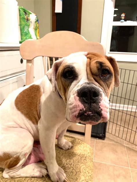 Click the small x to the right of a group's name and shelter # to report an error. American Bulldog Rescue - 501C3 Not-for-Profit Dog Rescue ...
