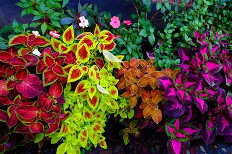 Many Multicolored Coleus Plants In A Garden Plants Annual Plants
