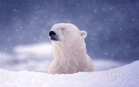 47 Polar Bear Bing Wallpaper Wallpapersafari