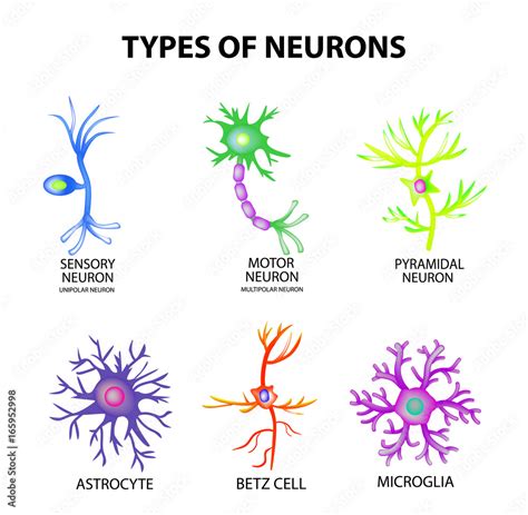 Tipos De Neurona The Best Porn Website