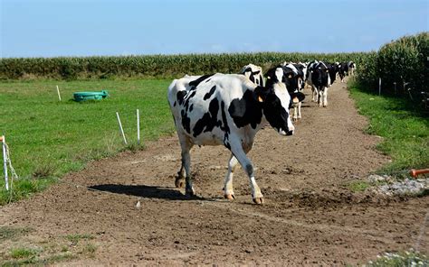 Pâturage Les Clés Pour Ouvrir La Voie Journal Paysan Breton