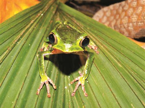 They get their nutrients from the air and water, not from the soil. Top 10 facts about the Amazon Rainforest | The Inside ...