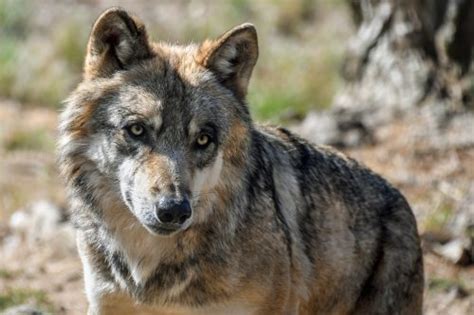 Mexican Gray Wolves Killing Livestock Ehuntr