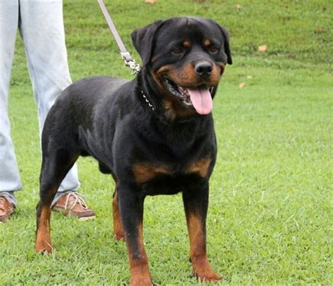 We are pure bred german rottweiler breeders with puppies for sale. Rottweiler Breeders in Kentucky
