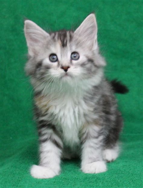 There are many, many cats and kittens available for adoption at shelters and in foster care throughout san diego county. Maine Coon Cats For Sale | San Diego, CA #252978 | Petzlover