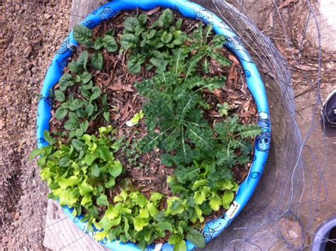 Salad Garden In A Container