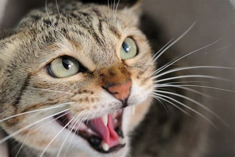 Cat Hissing Everything You Need To Know Great Pet Care