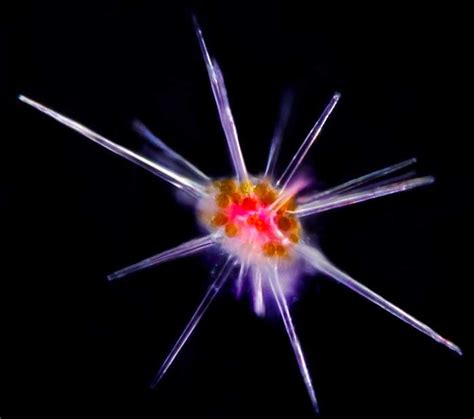 Scientists Discover 2 Million New Plankton Species On A 25 Year
