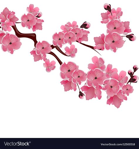 Sakura Vector Clipart 10 Free Cliparts Download Images On Clipground 2022