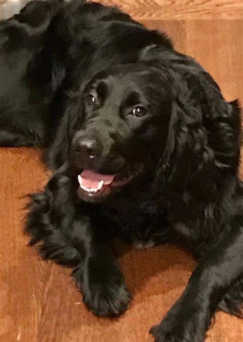 Akc full registered golden retriever for stud. Golden Retriever Puppies For Sale | Jackson, TN #321652