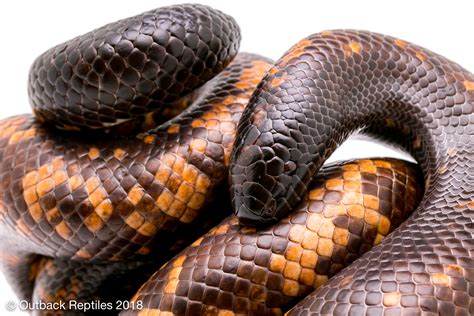 Calabar Python For Sale Outback Reptiles