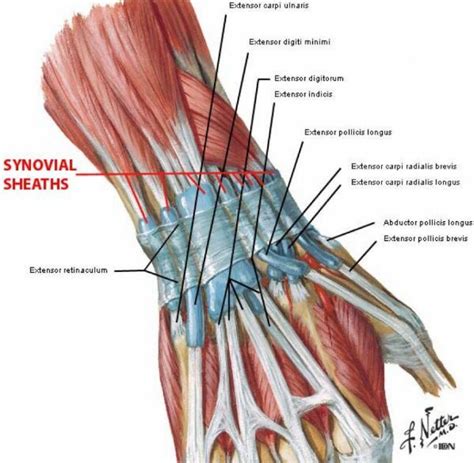 Wrist And Synovial Sheaths Anatomy Anatomynote Com Anatomy Sexiz Pix