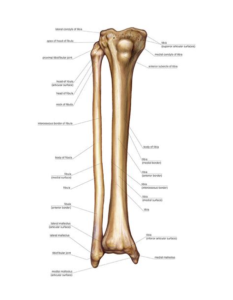 Diagram Knee Leg Bone Diagram Mydiagram Online