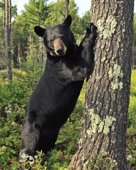 How High Can A Black Bear Reach North American Bear Centernorth