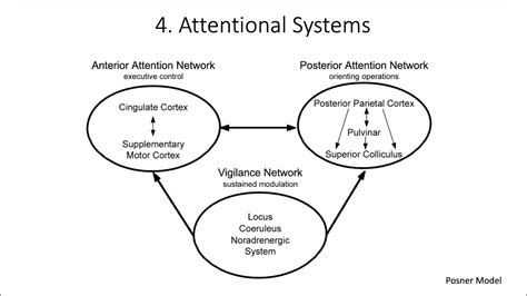 Attentional Systems Fundamentals Of Cognitive Neuroscience Course