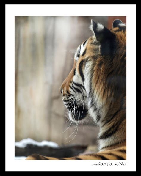 Tiger Looking Away 8x10 Print By Dappledesigns On Etsy 2000 8x10