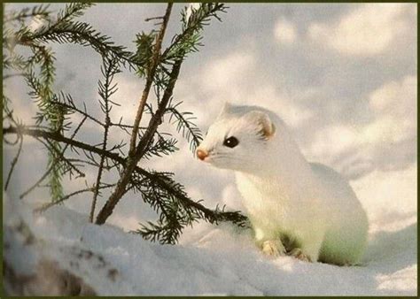 Ermines Aka Stoats Winter Animals Cute Animals Animals Wild