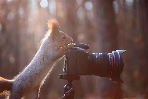 Cutest Photoshoot Of Squirrel By Russian Photographer Reckon Talk