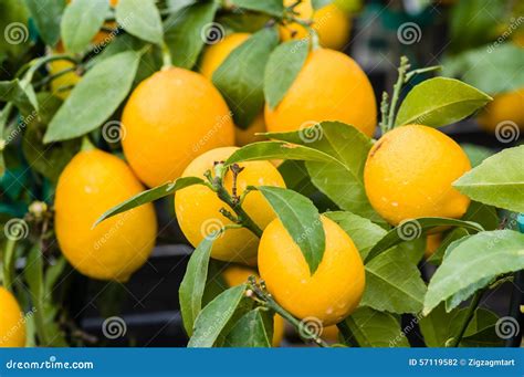 Ripening Oranges On Small Trees Stock Photo Image Of Crop Food 57119582