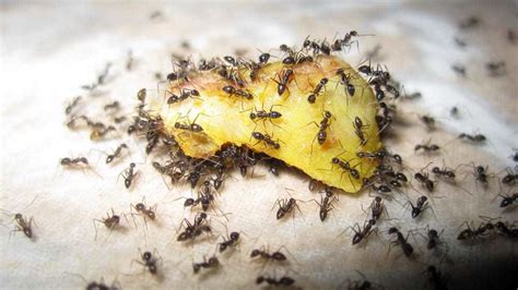 All'apparenza le formiche sono minuscoli insetti che non danno particolarmente fastidio nella vita di tutti i giorni. Quarantena in casa| Invasione formiche| Come allontanarle ...