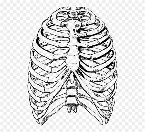 Rib Cage Drawing Thorax ClipArt ETC How To Draw A Rib Cage Tattoo