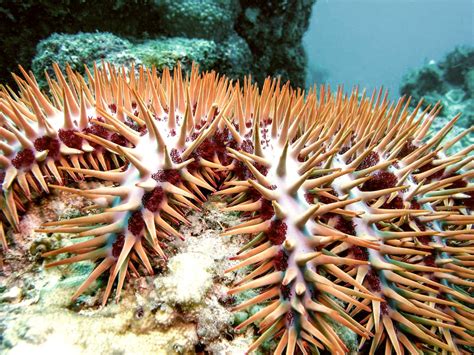 Crown Of Thorns Starfish Critterfacts