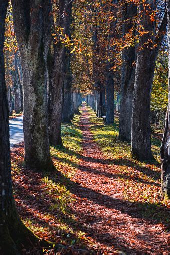 Ilidza Velika Aleja Alley Way Endless Sarajevo Stock Photo Download