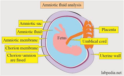 Placenta Amniotic Sac Diagram