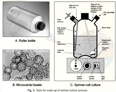 Animal cell culture technique is the process of developing cells invitro in a lab providing them invivo conditions. Scale-up of Animal Culture Process
