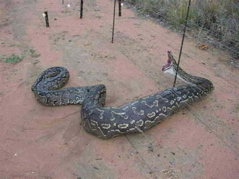 Very Big Anaconda Snake Anaconda Gallery